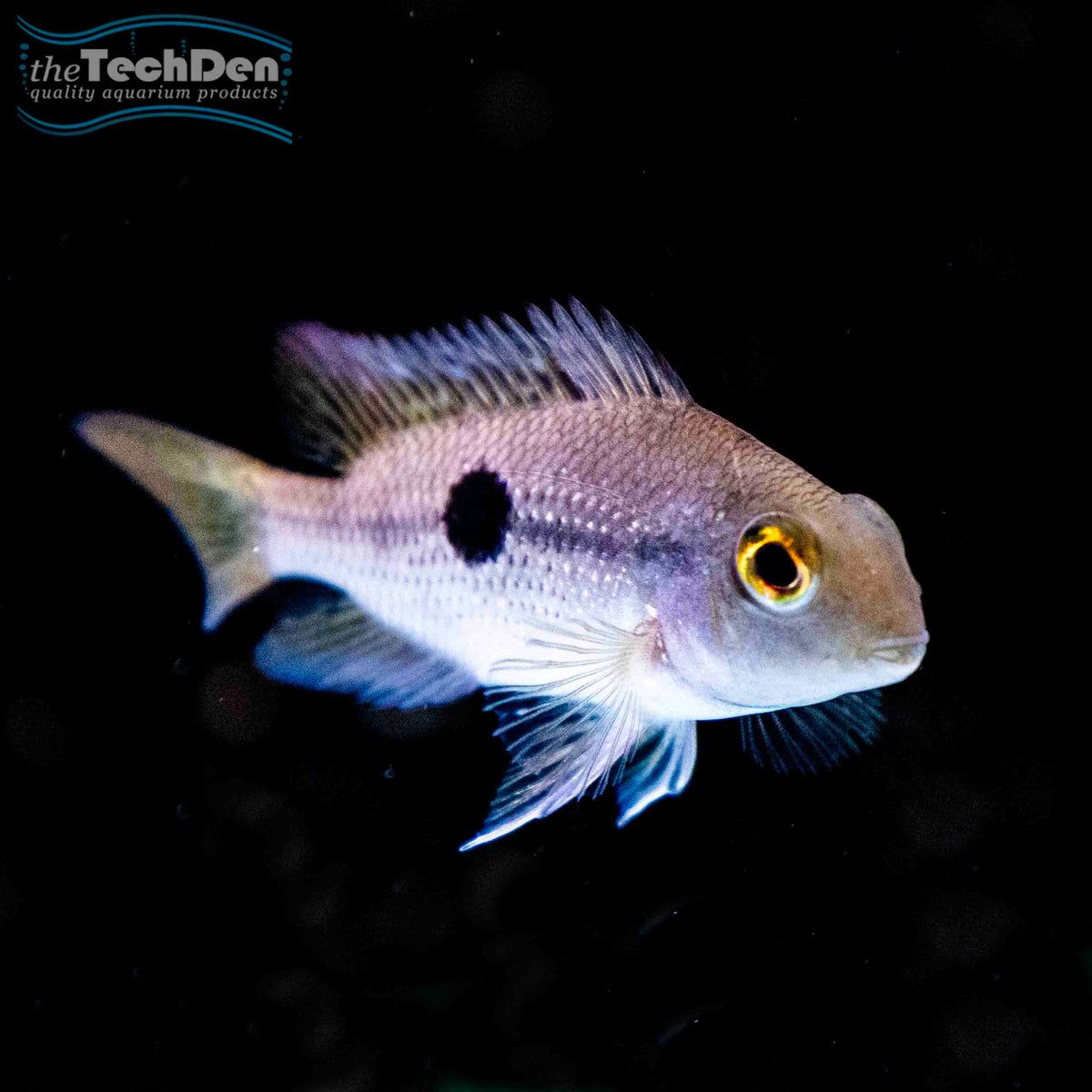 Parrot Cichlid (H. nicaraguensis)