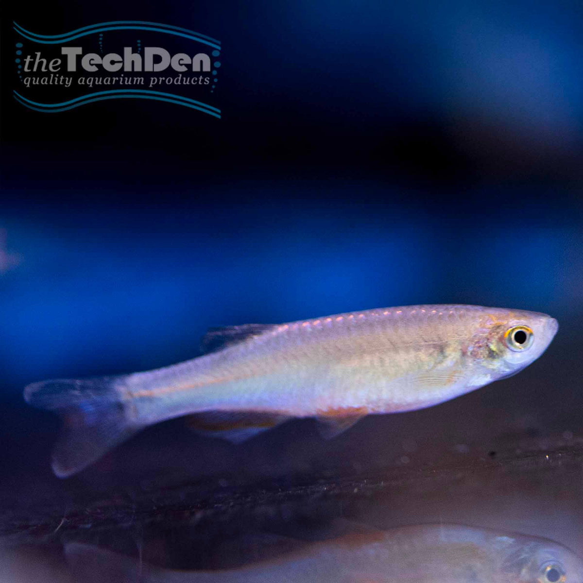 Pearl Danio  - (No Online Purchases)