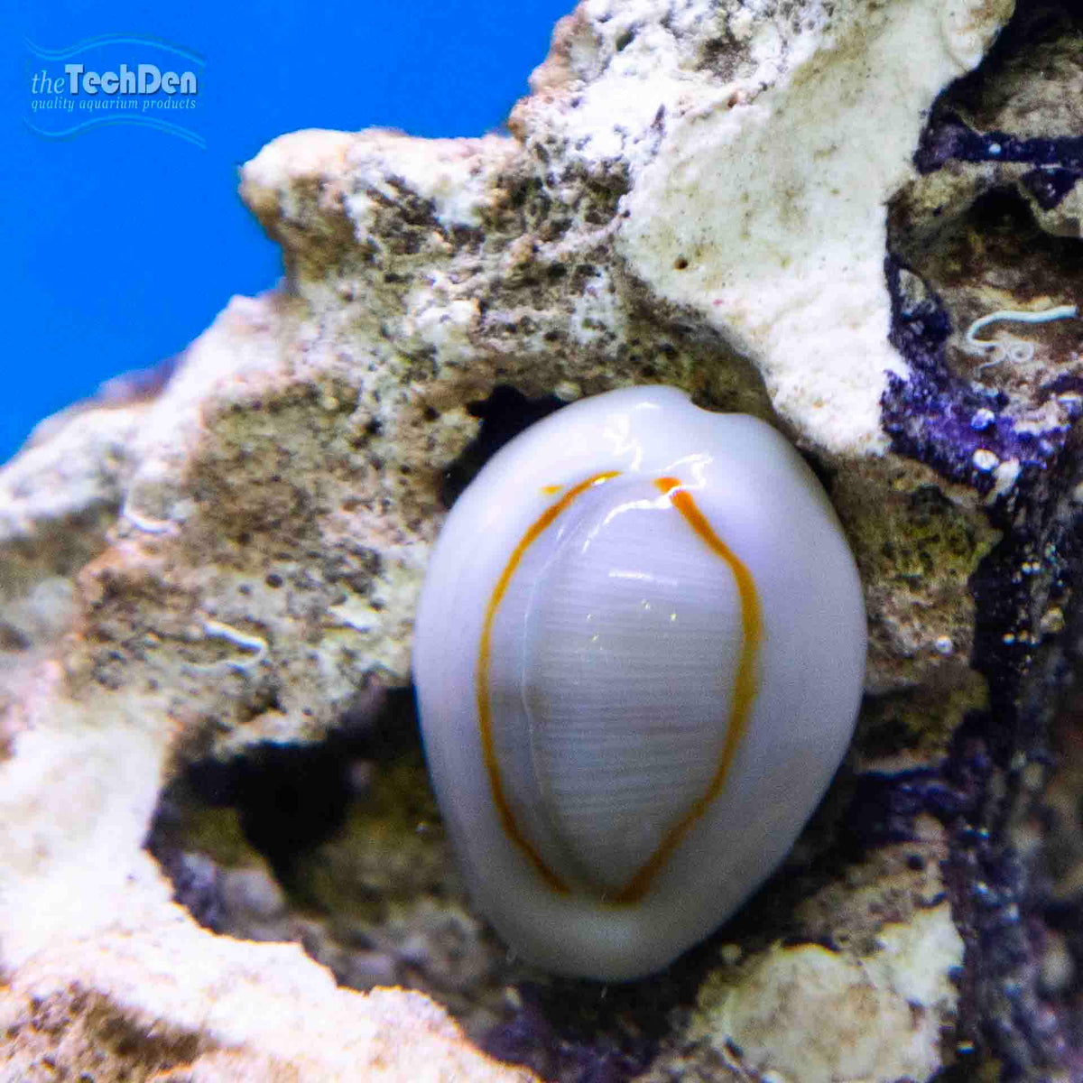 Penny Cowrie - (No Online Purchases)