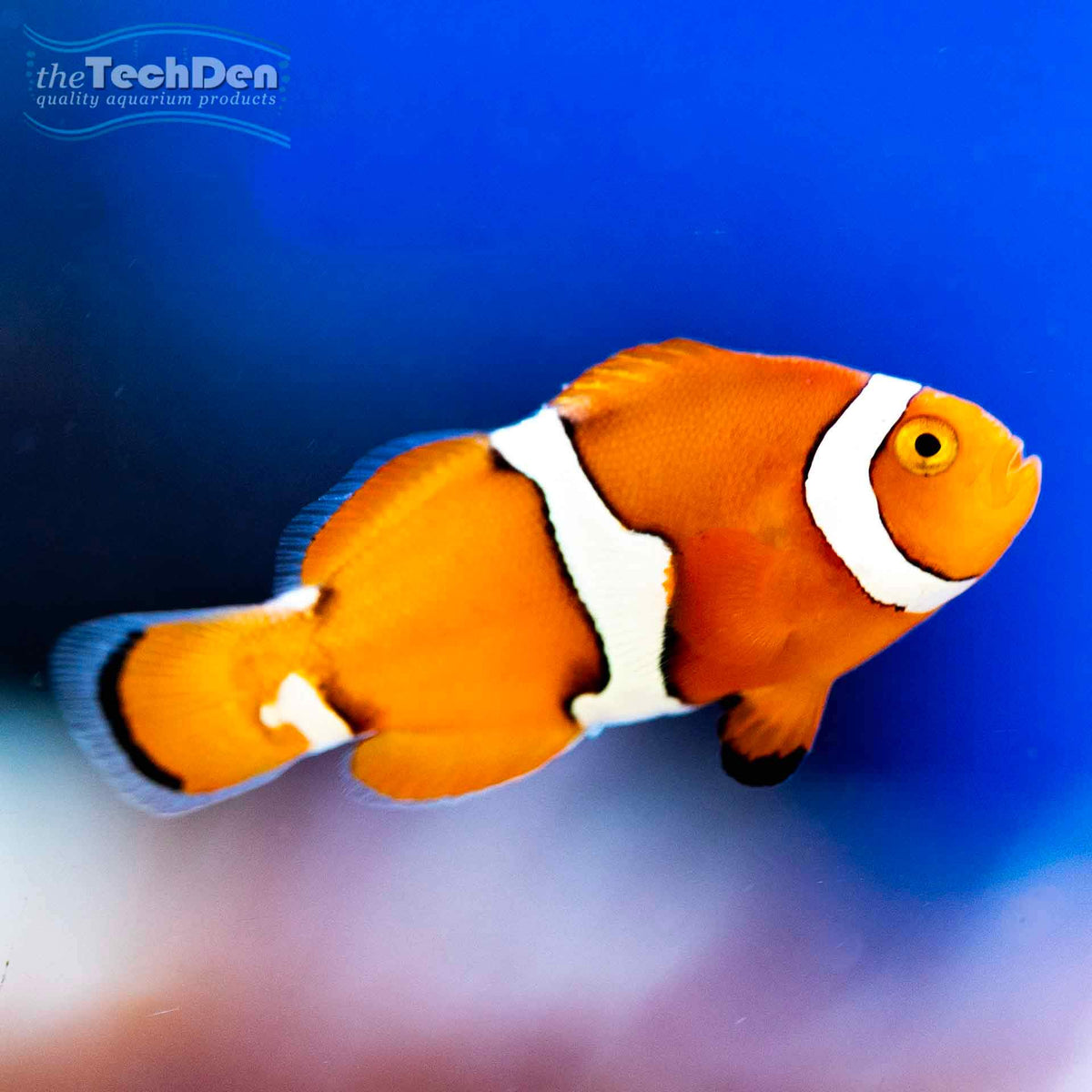 Percula Clownfish - Aquacultured - (No Online Purchases)