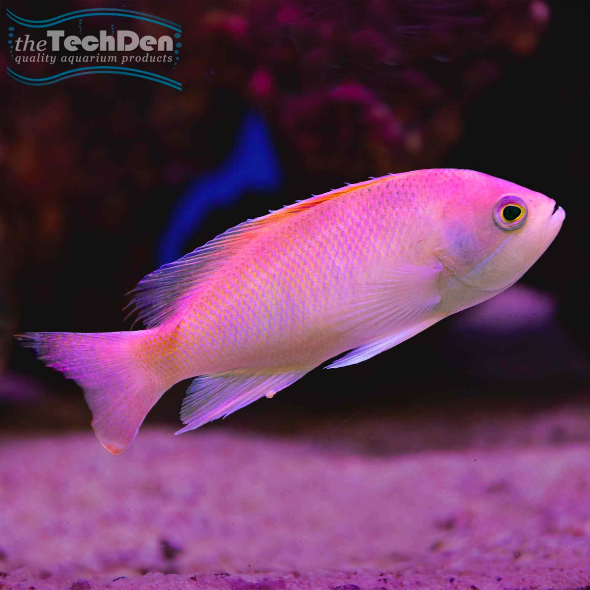 Pink Anthias - (No Online Purchases)