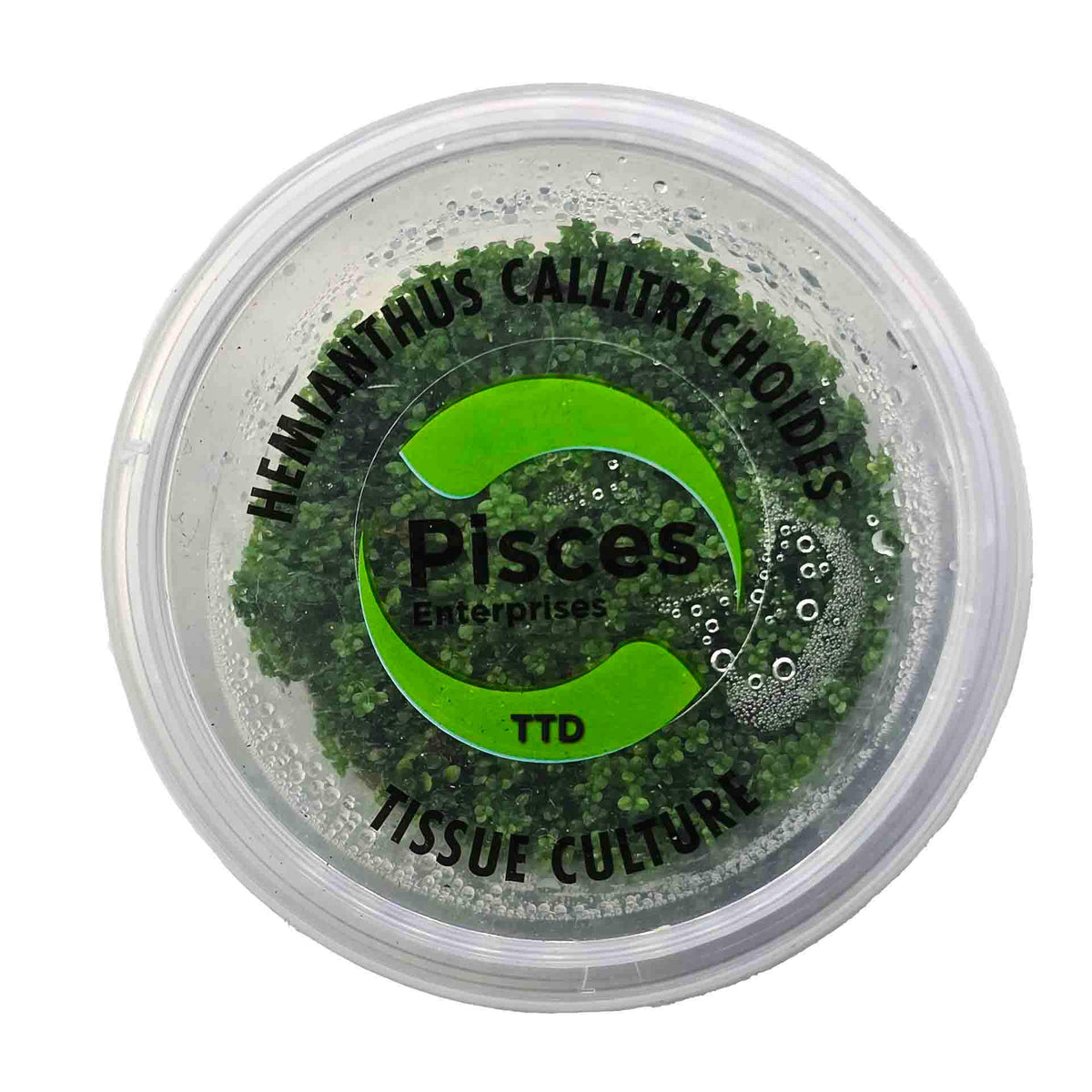 Pisces Hemianthus Callitrichoides 'HC' Live Plant - Tissue Culture - No Online Purchases