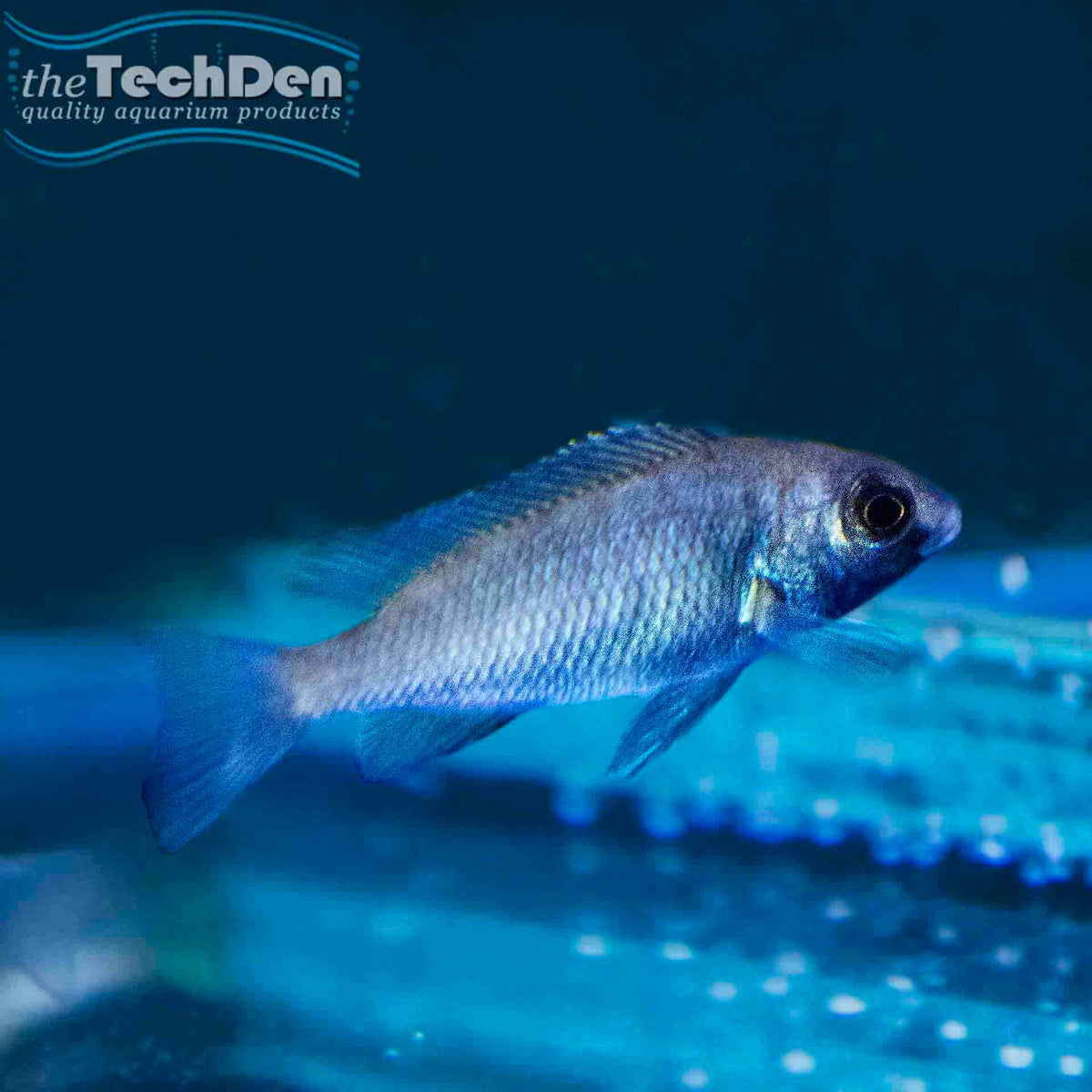 Placidochromis Gissel Cichlid - (No Online Purchases)