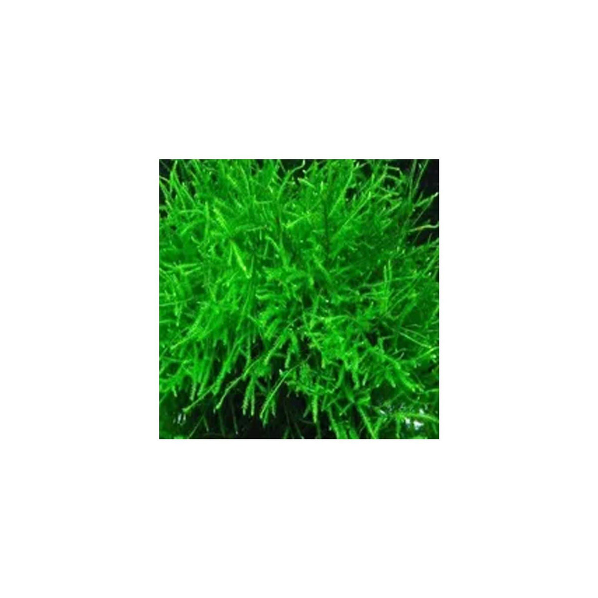 Live Java Moss PlantPod Java Moss Small - Live Plant- Instore Pick up* - The Tech Den