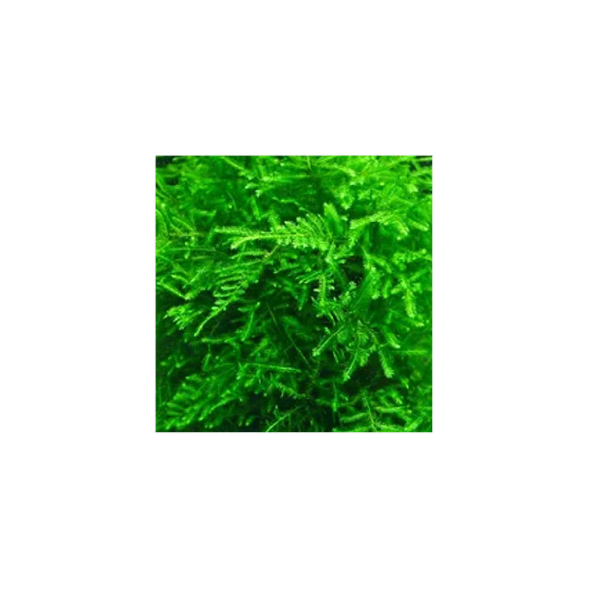 PlantPod Peacock Moss Small - Live Plant- Instore Pick up*