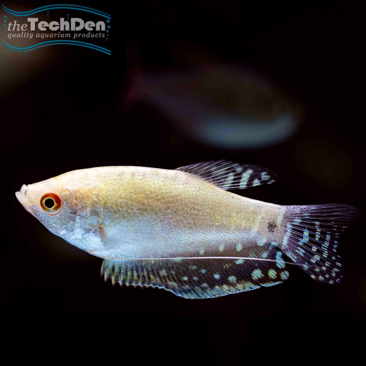 Platinum Gourami - (No Online Purchases)