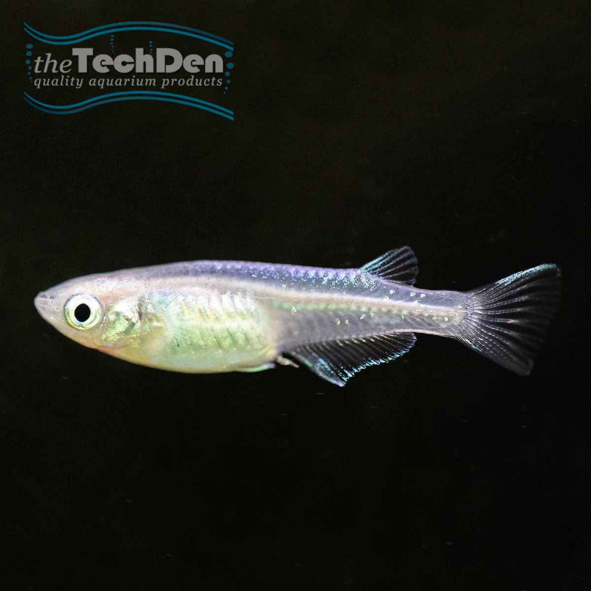 Platinum Medaka Rice Fish - (No Online Purchases)