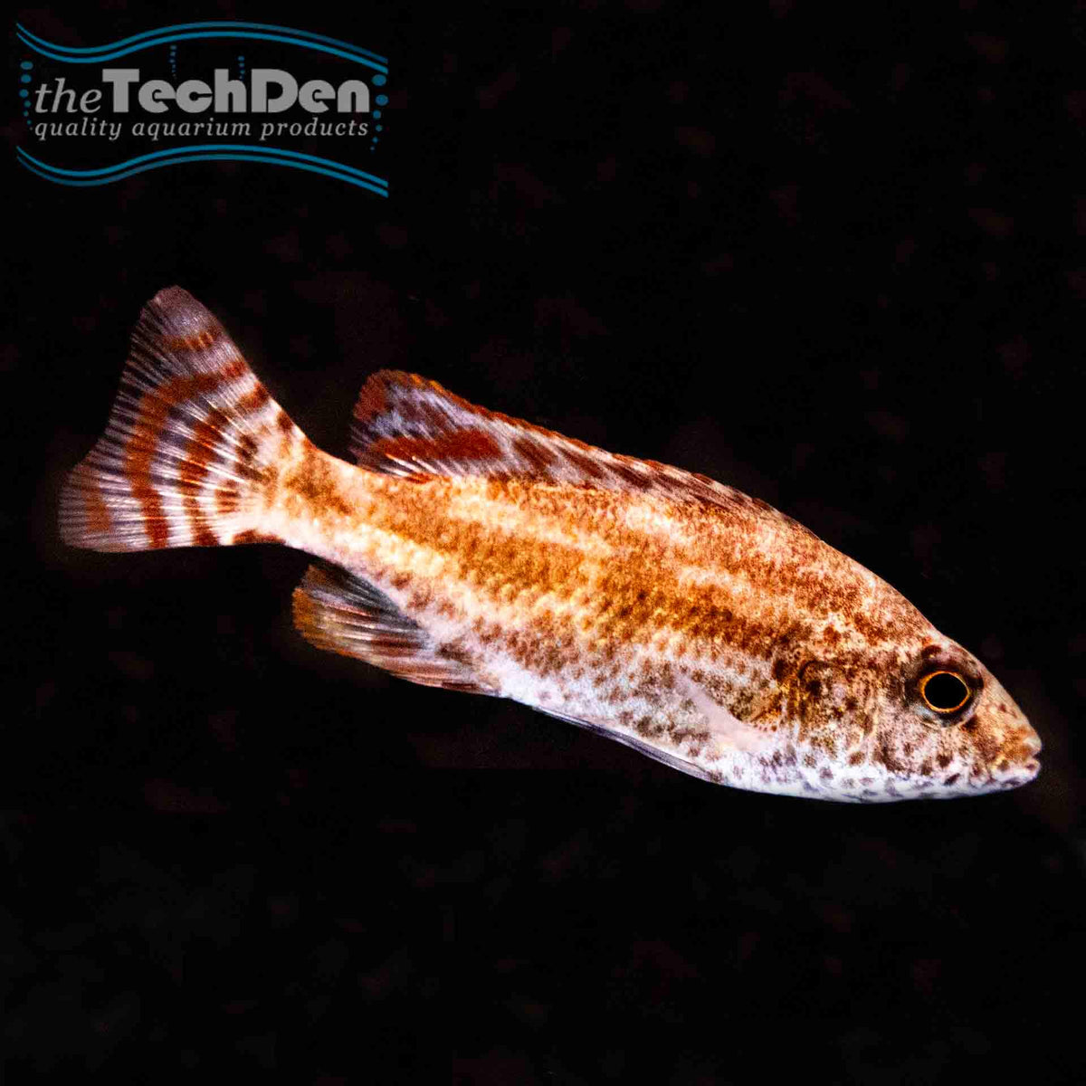 Polystigma Cichlid (Nimbochromis polystigma) - (No Online Purchases)