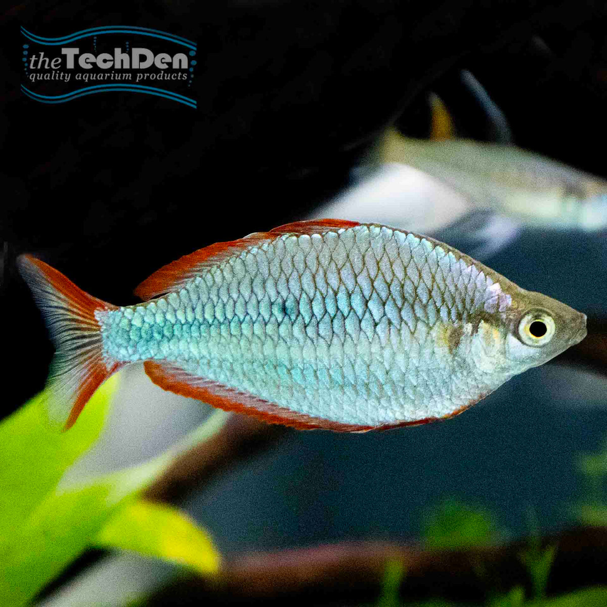 Praecox Rainbow fish - (No Online Purchases)