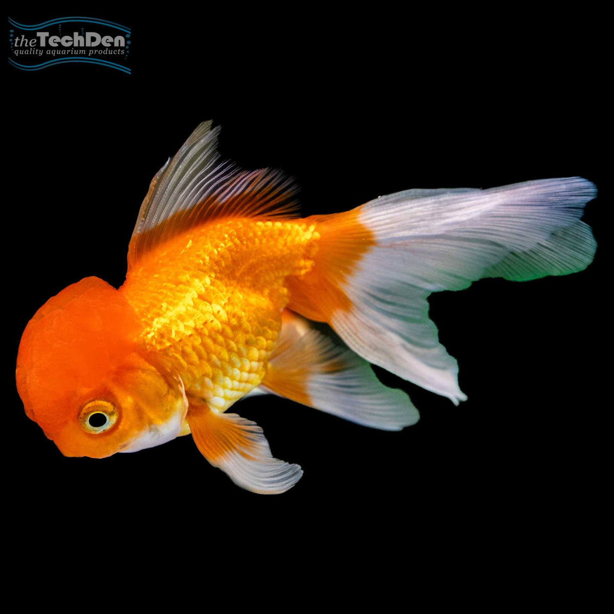 Premium Oranda - (No Online Purchases)
