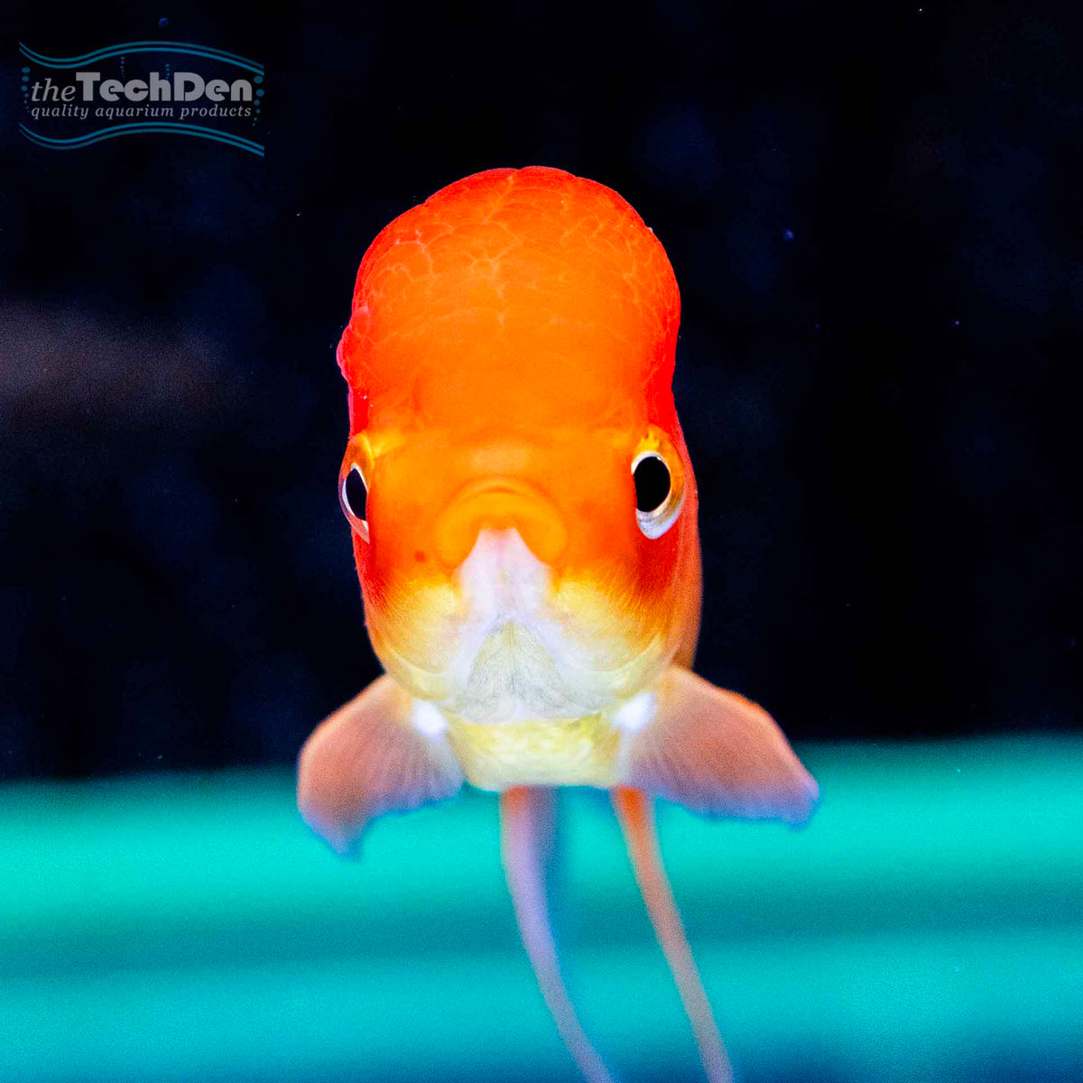 Premium Oranda - (No Online Purchases)