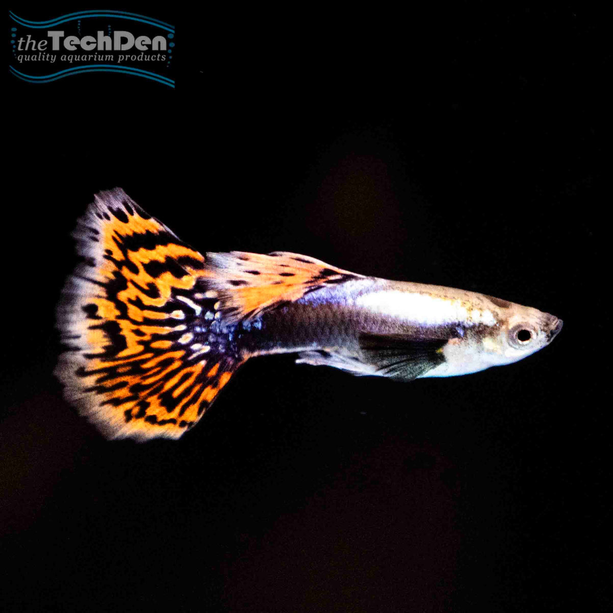Premium Assorted Guppy - (No Online Purchases)