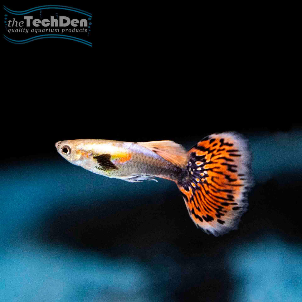 Premium Assorted Guppy - (No Online Purchases)