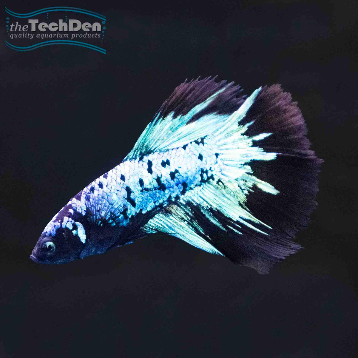 Premium Male Betta $110 - (No Online Purchases)