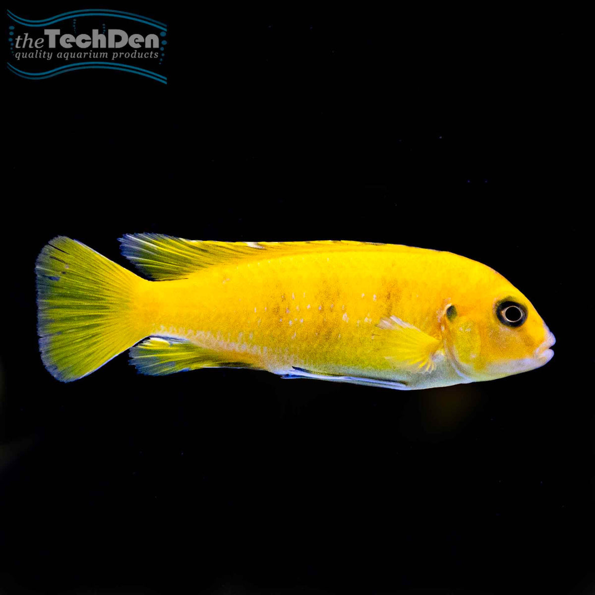 Pseudotropheus saulosi (Mbuna) - (No Online Purchases)
