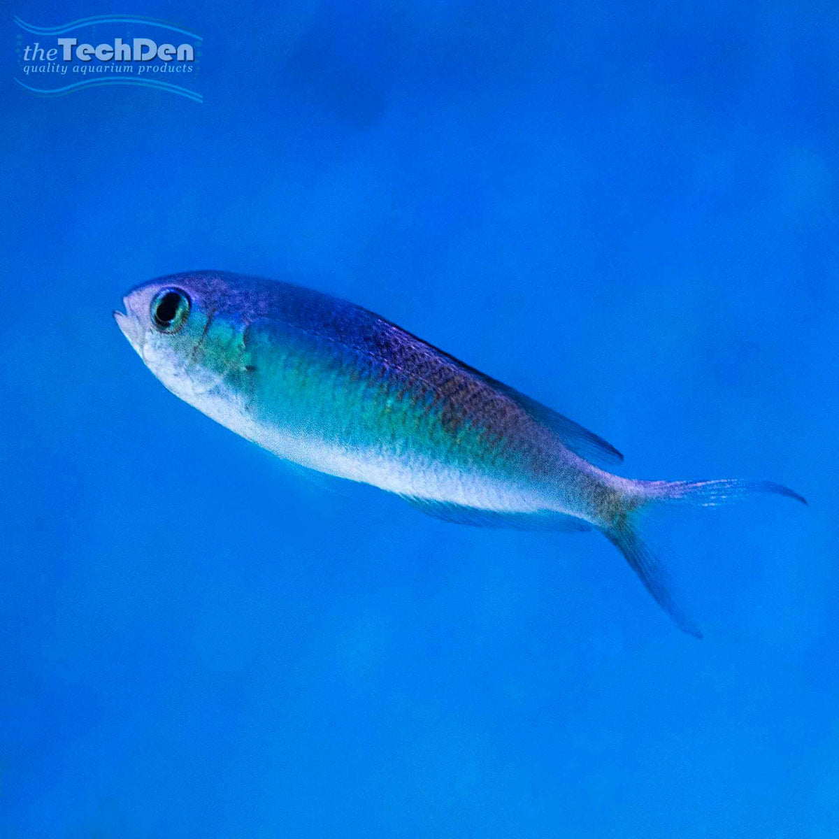 Purple Chromis - (No Online Purchases)