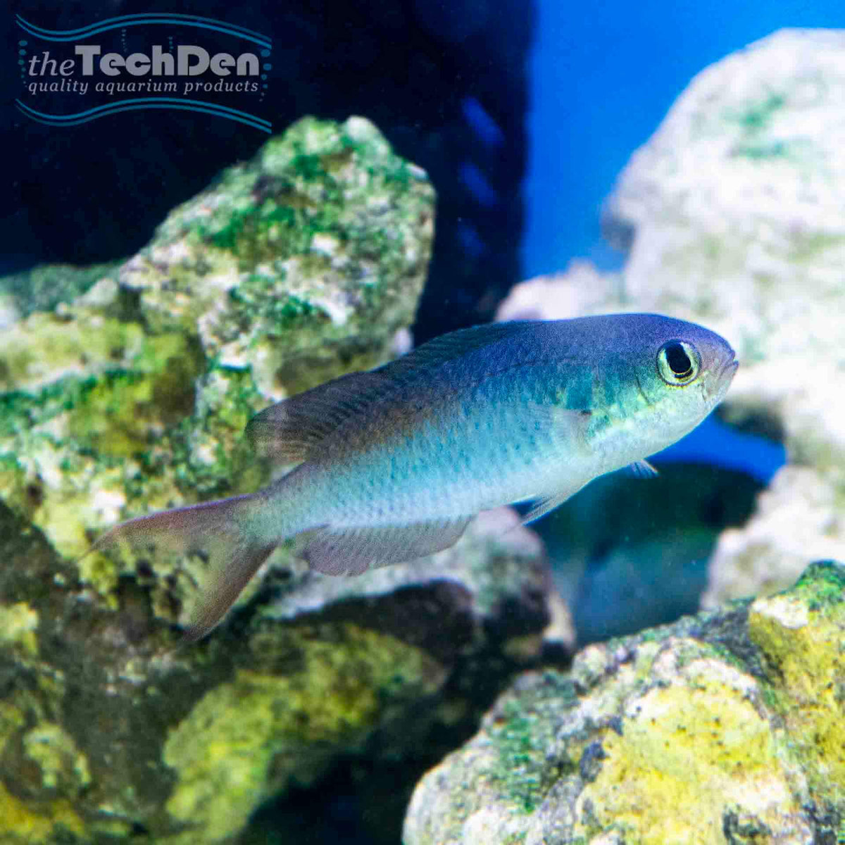Purple Chromis - (No Online Purchases)