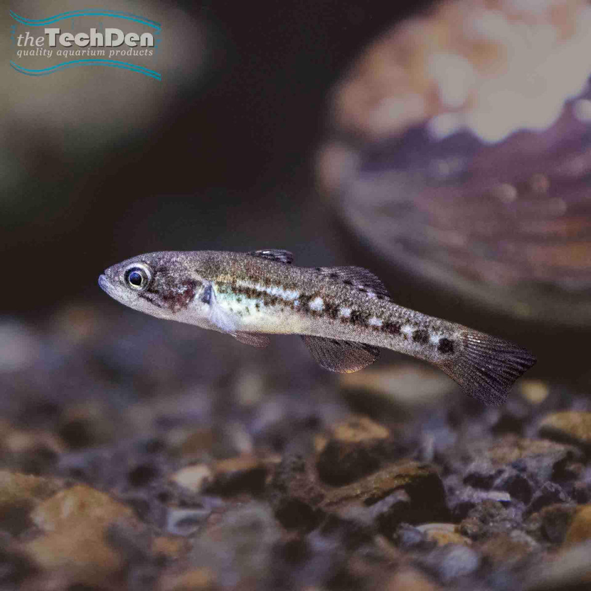 Purple Spotted Gudgeon - (No Online Purchases)