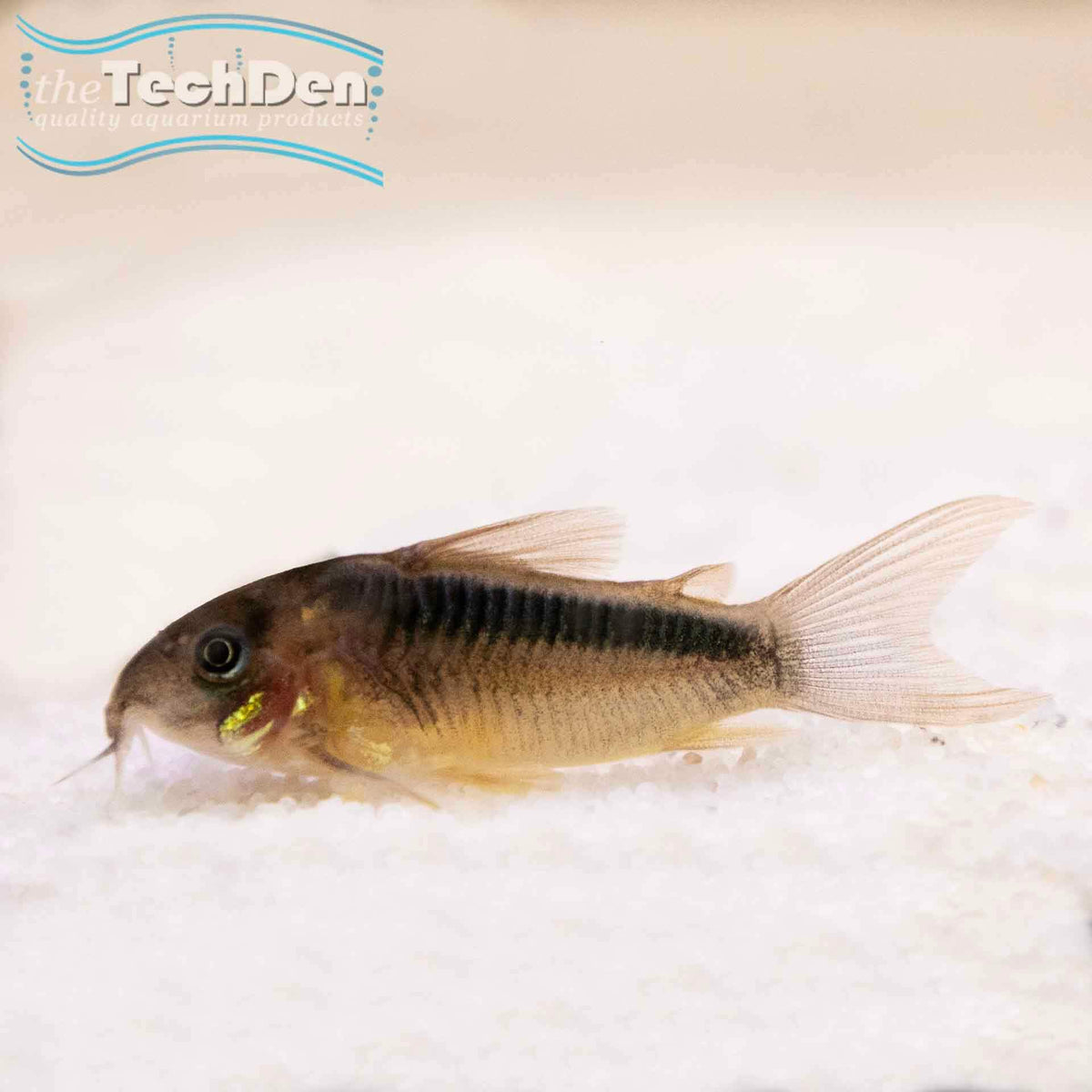 Rabauti Corydoras (No Online Purchases)