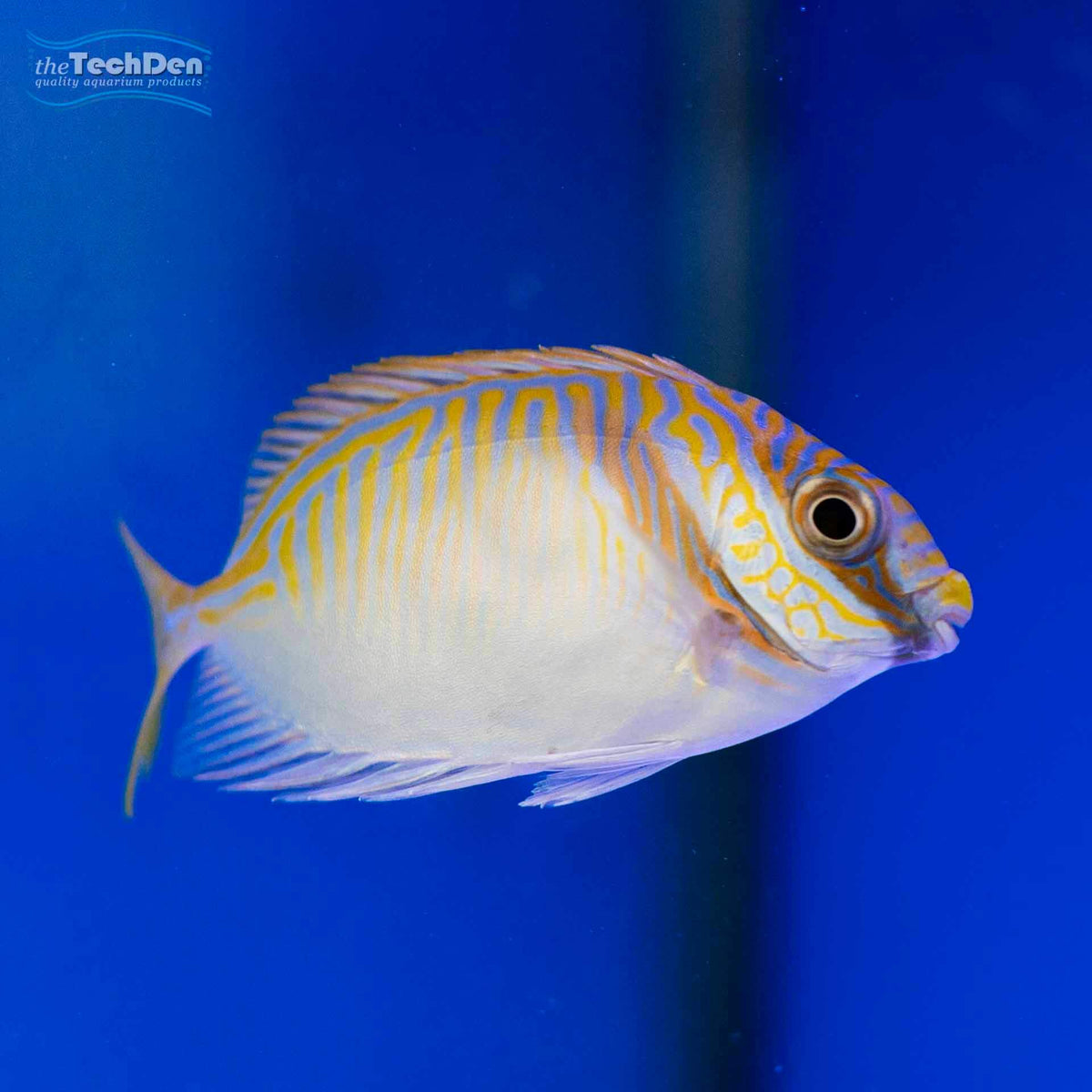 Barred Rabbit Fish - (No Online Purchases)