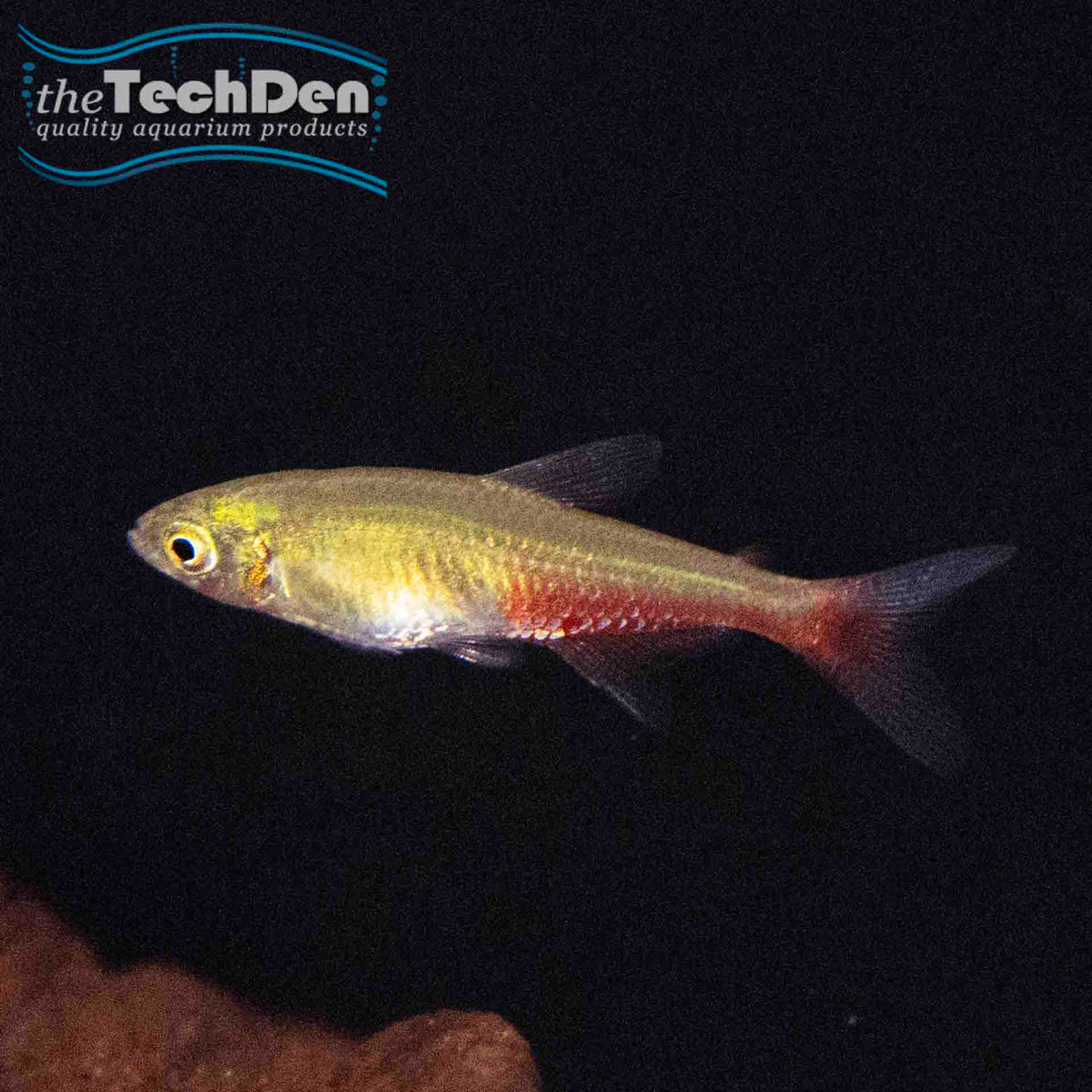 Rathbuni Bloodfin Tetra - (No Online Purchases)