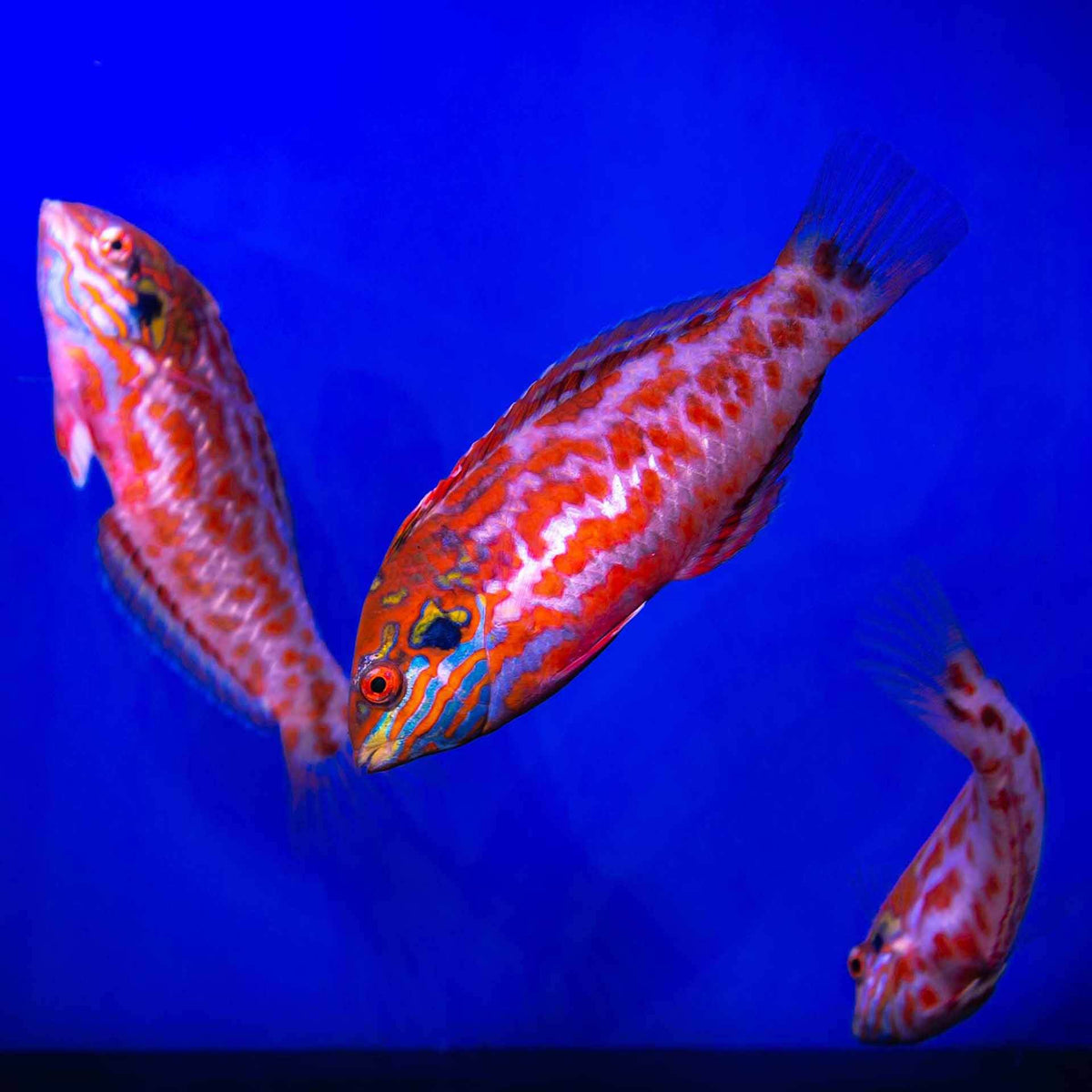 Red Leopard Wrasse - No Online Purchases