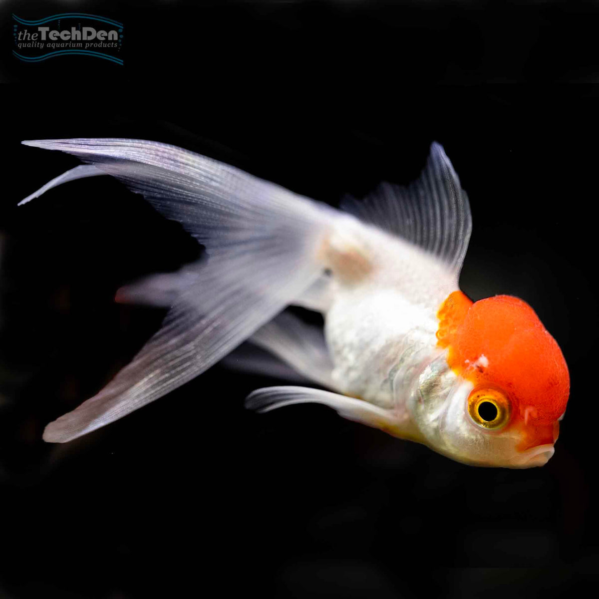 Red Cap Oranda - (No Online Purchases)