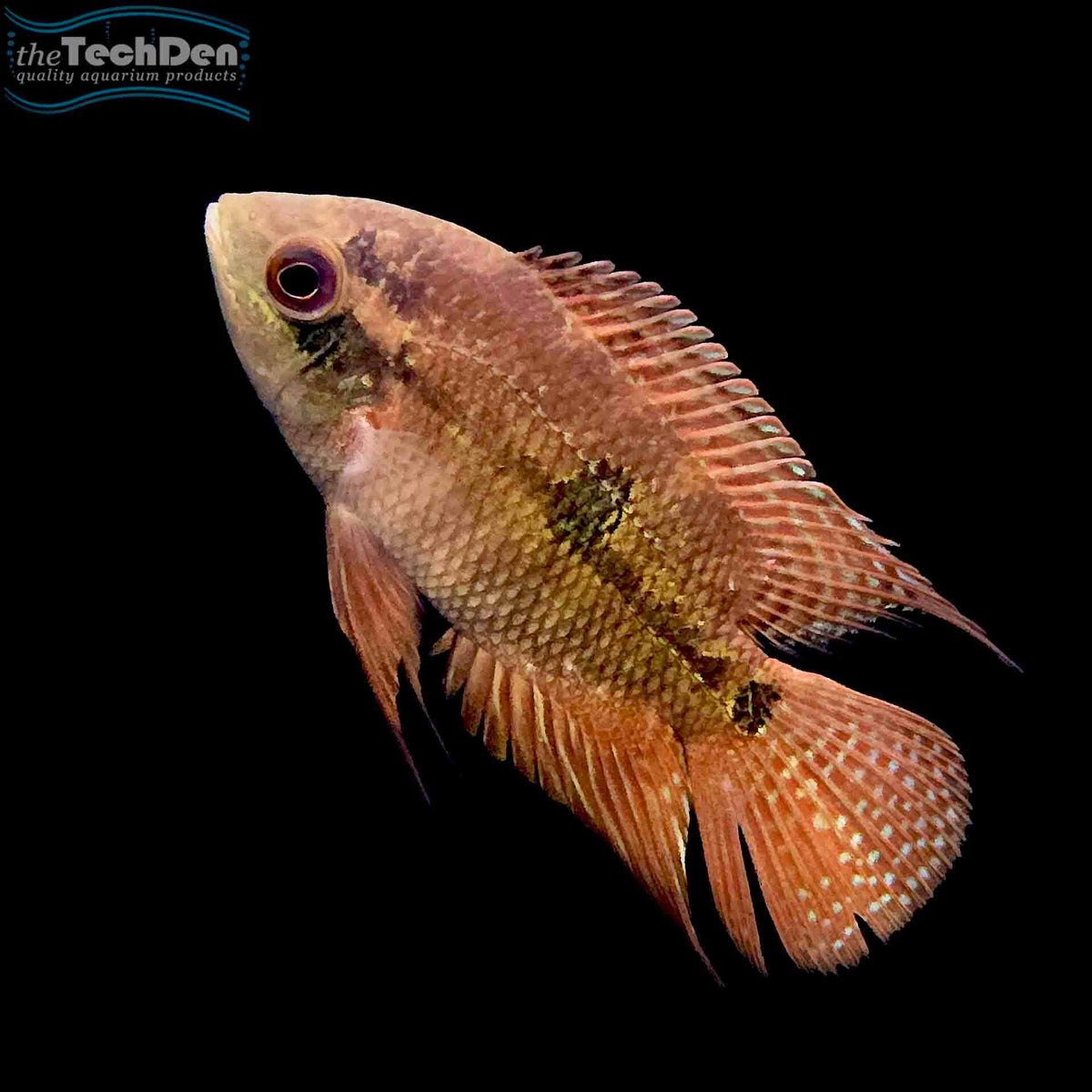 Red Chocolate Cichlid - Hypselecara temporalis - (No Online Purchases)