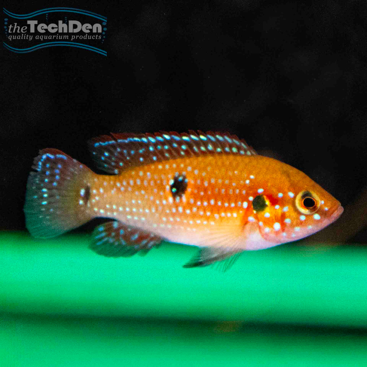 Red Forest Jewel - (No Online Purchases)