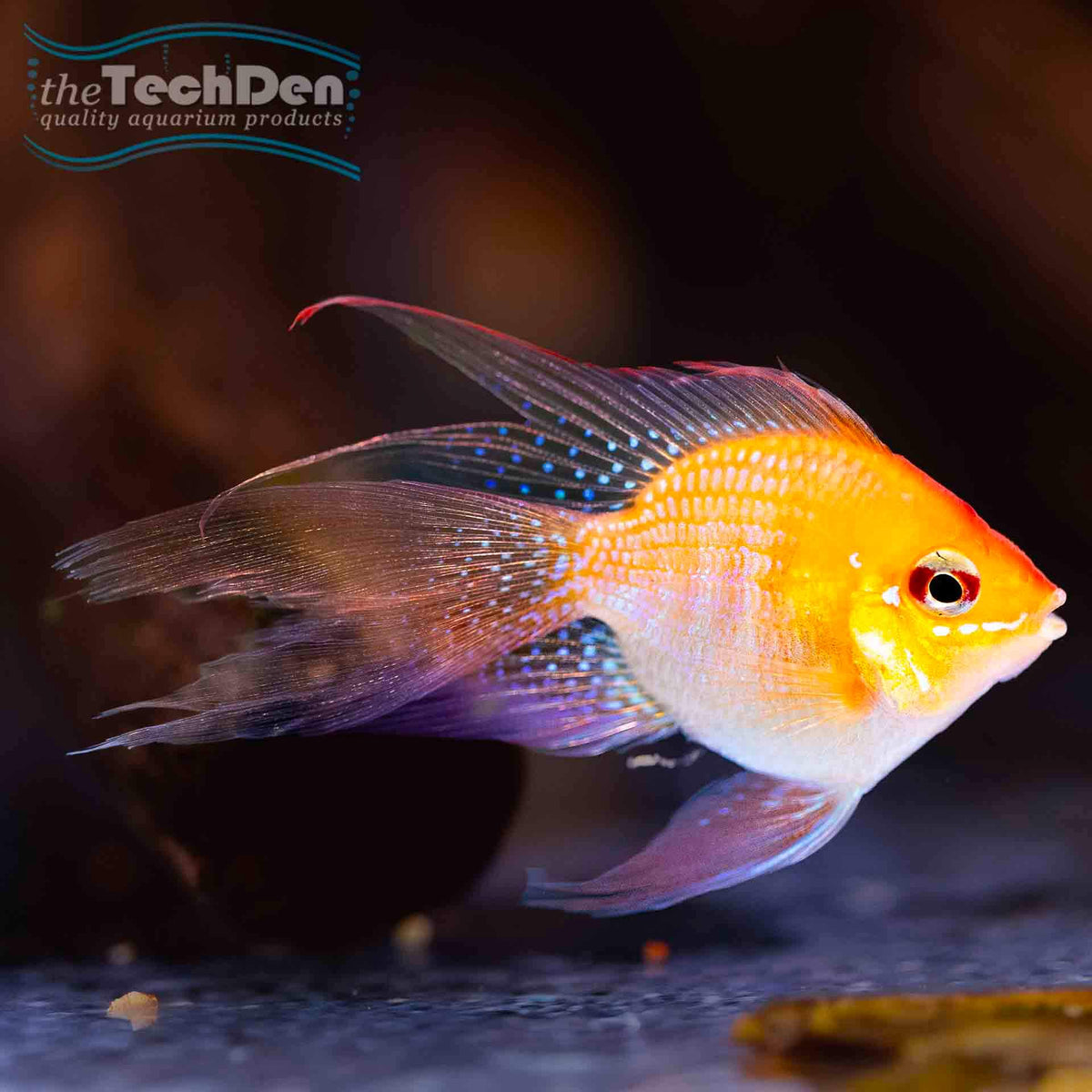 Red Gold Longfin Balloon Ram Cichlid - (No Online Purchases)