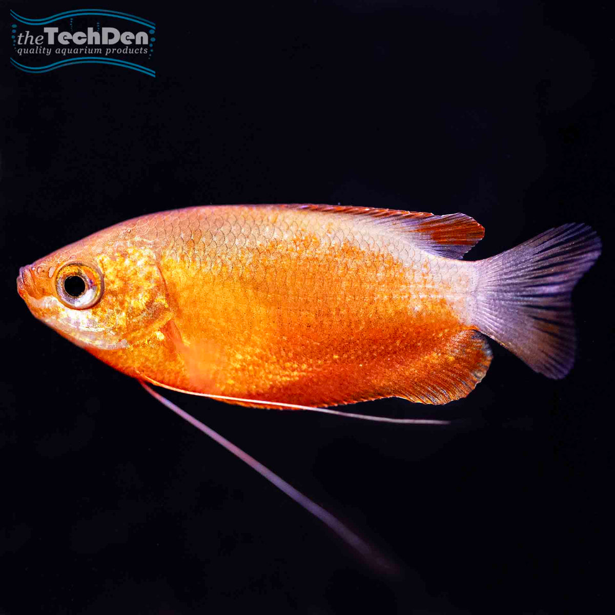 Red Honey Dwarf Gourami - (No Online Purchases)