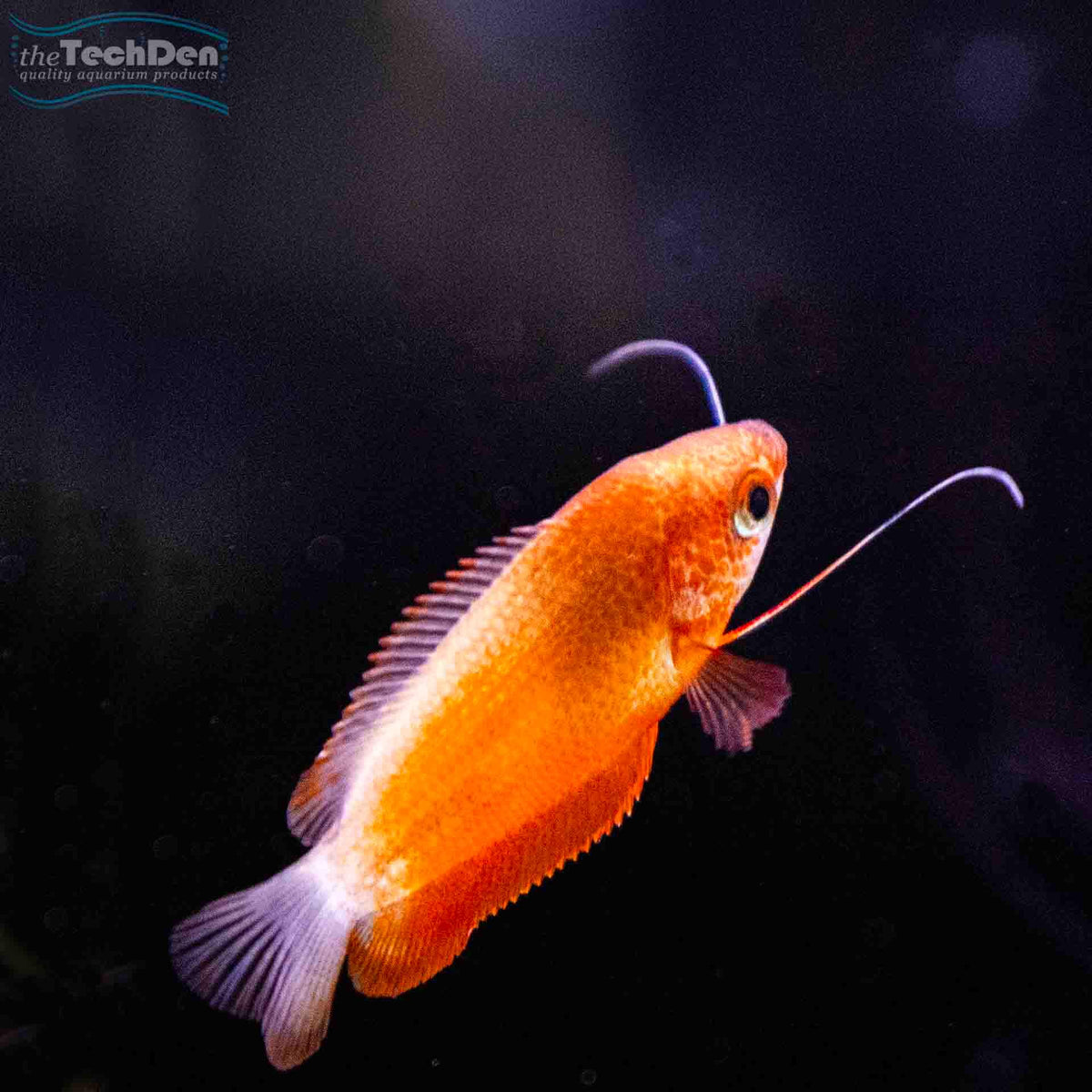 Red Honey Dwarf Gourami - (No Online Purchases)