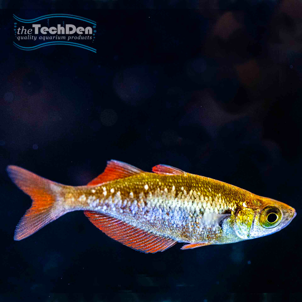 Red Rainbow fish - (No Online Purchases)