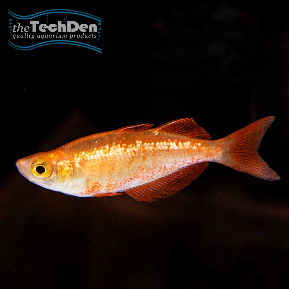 Red Rainbow fish - (No Online Purchases)