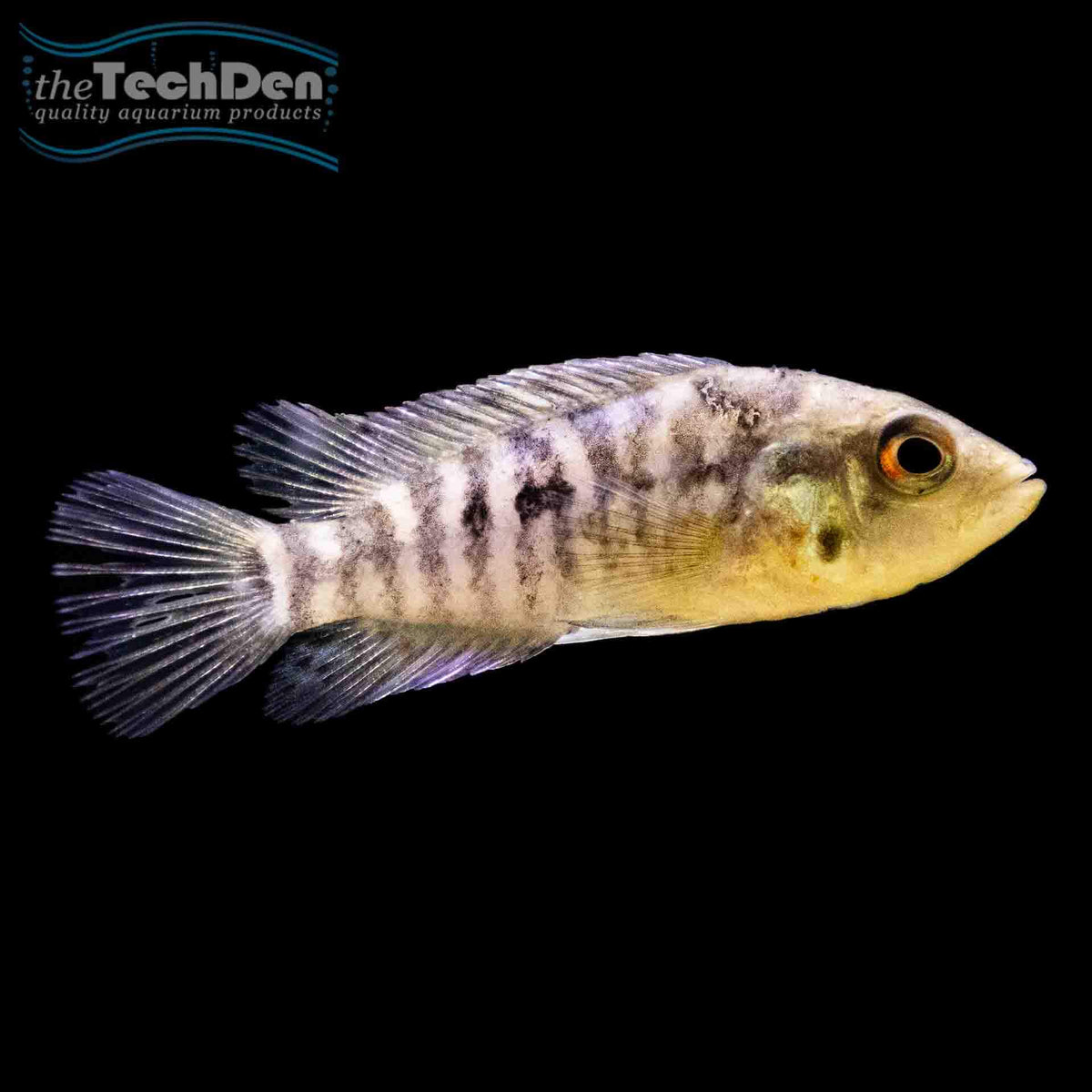Red Tiger Motaguense (No Online Purchases)