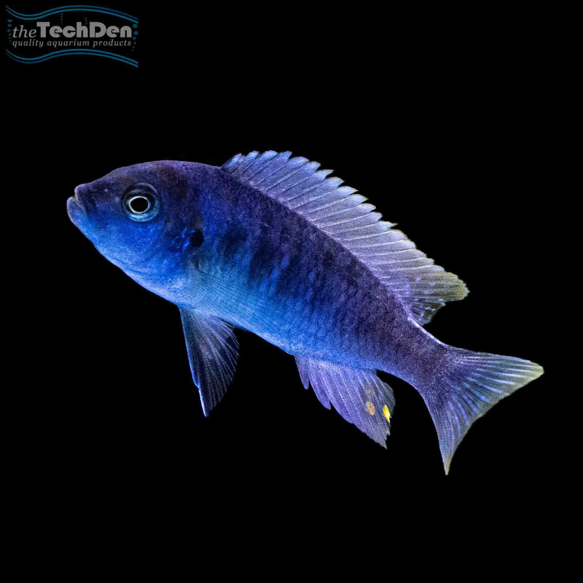 Red Top Black Bar Zebra Nakatenga - (No Online Purchases)