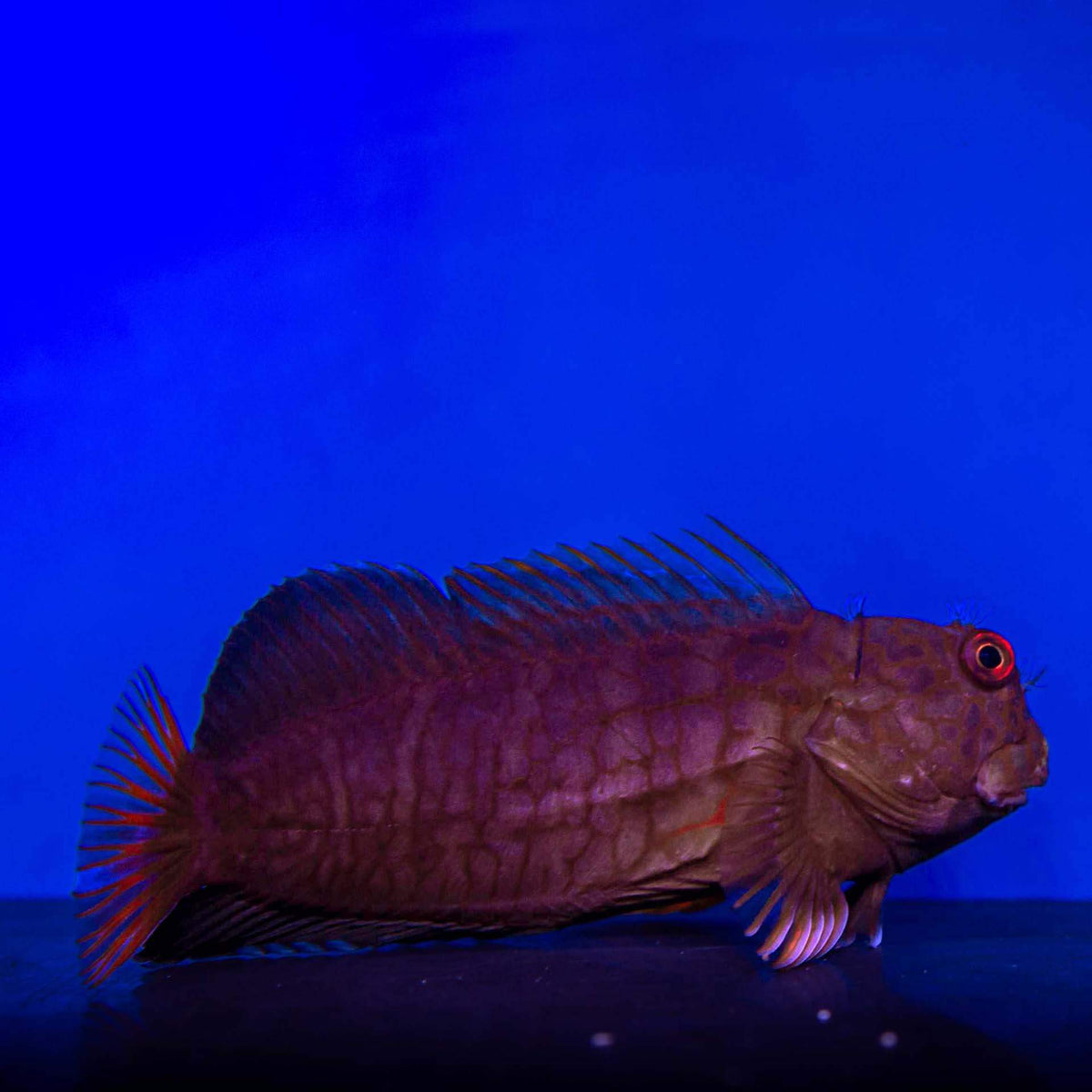 Rock Hopper (Cirrepectes chelomatus) - (No Online Purchases)