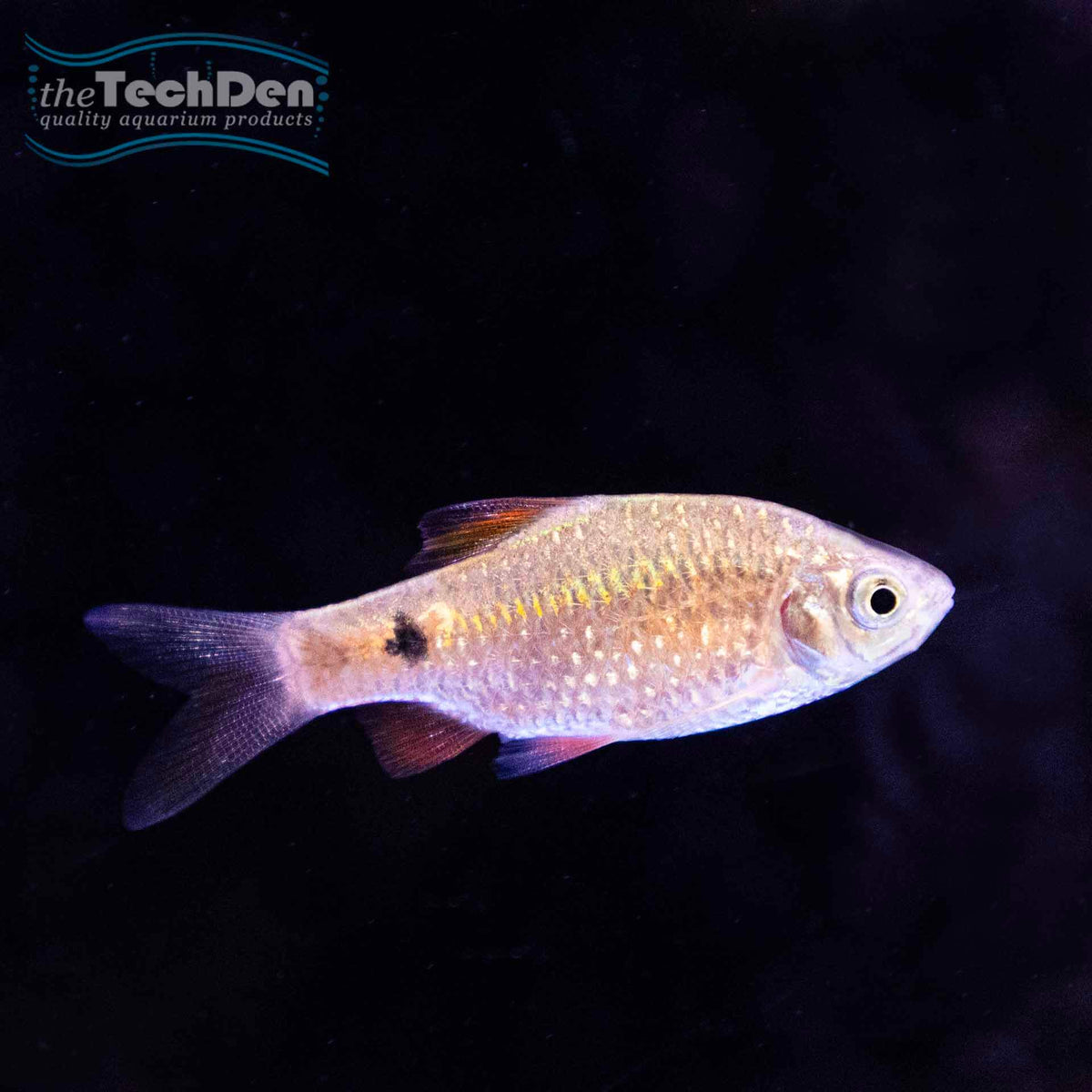 Rosy Barb (Female) - (No Online Purchases)