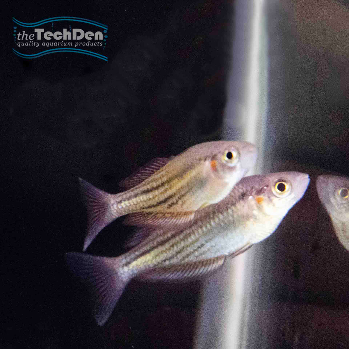 Running River Rainbow (No Online Purchases)