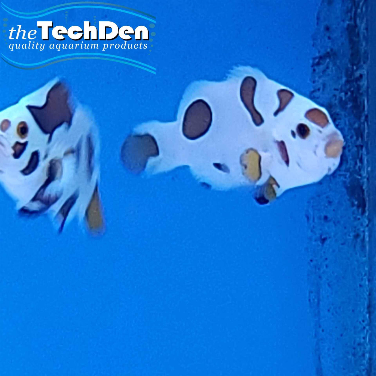 Mocha Storm Clown fish  - (No Online Purchases)