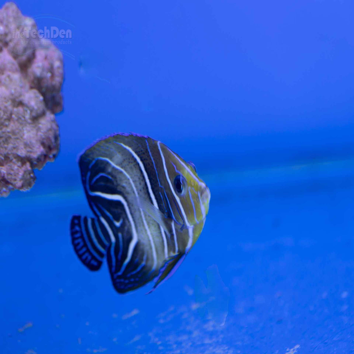Blue Koran Angelfish - (No Online Purchases)