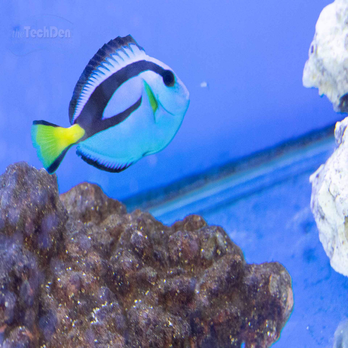 Blue Tang - (No Online Purchases)