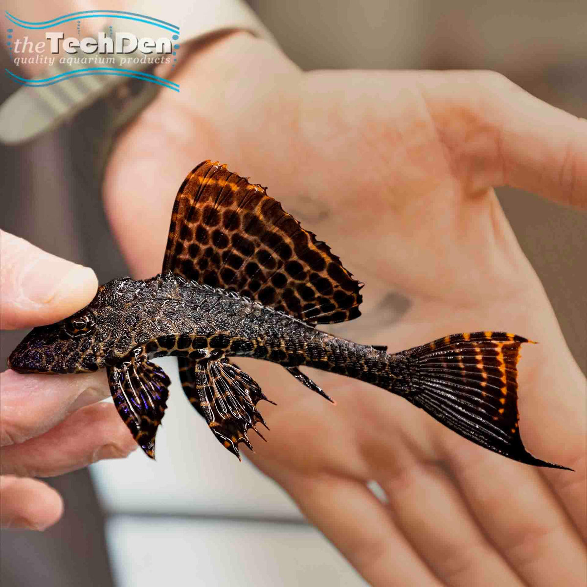 Sailfin Pleco 10cm+ - Gibbiceps Catfish (No Online Purchases)