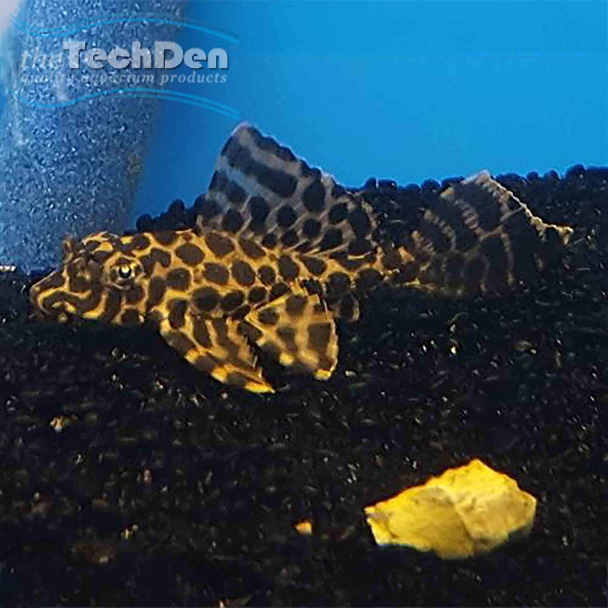 Sailfin Pleco 10cm+ - Gibbiceps Catfish (No Online Purchases)