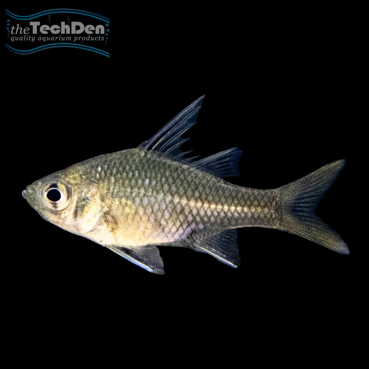 Sailfin Silver Perchlet - (No Online Purchases)