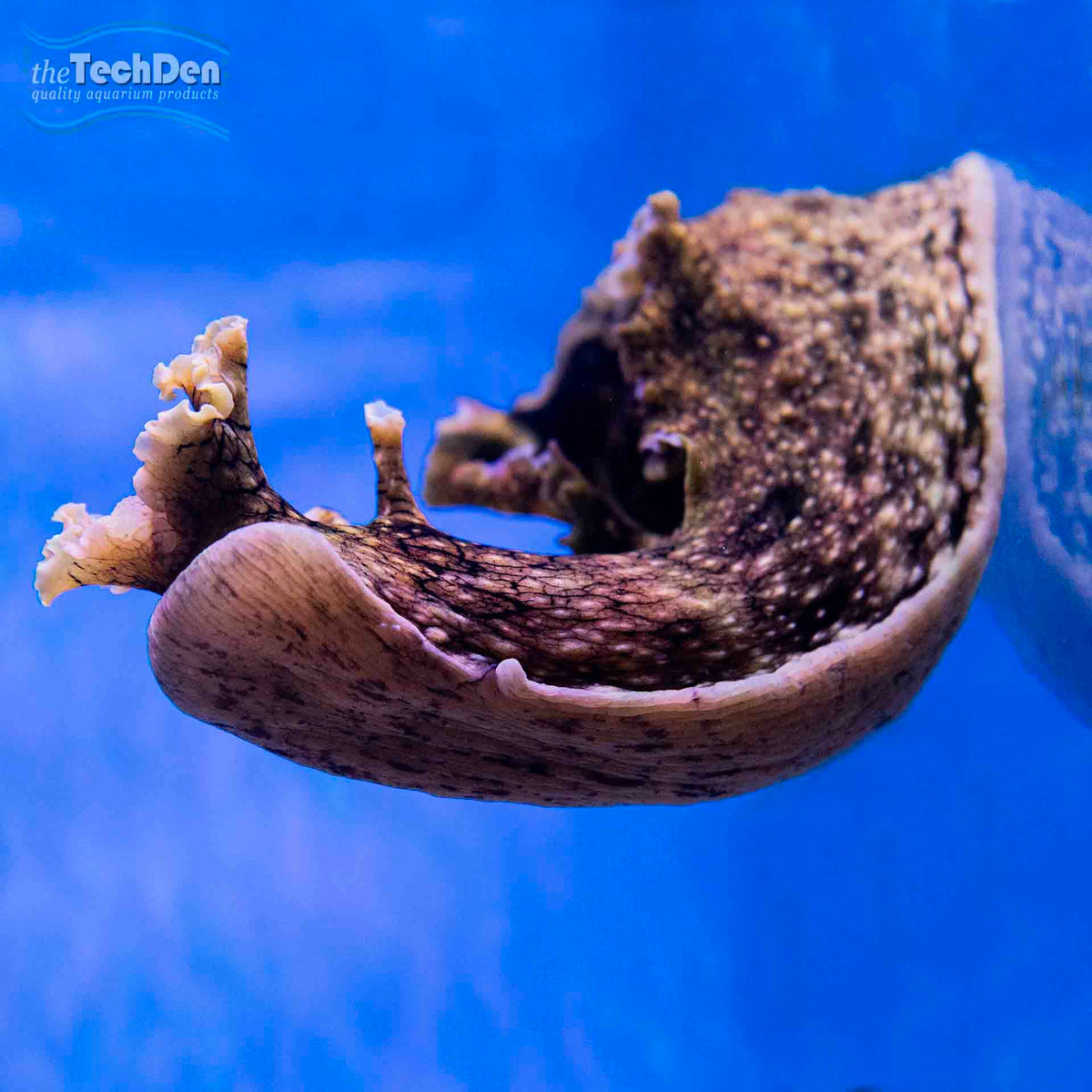 Sea Hare - (No Online Purchases)