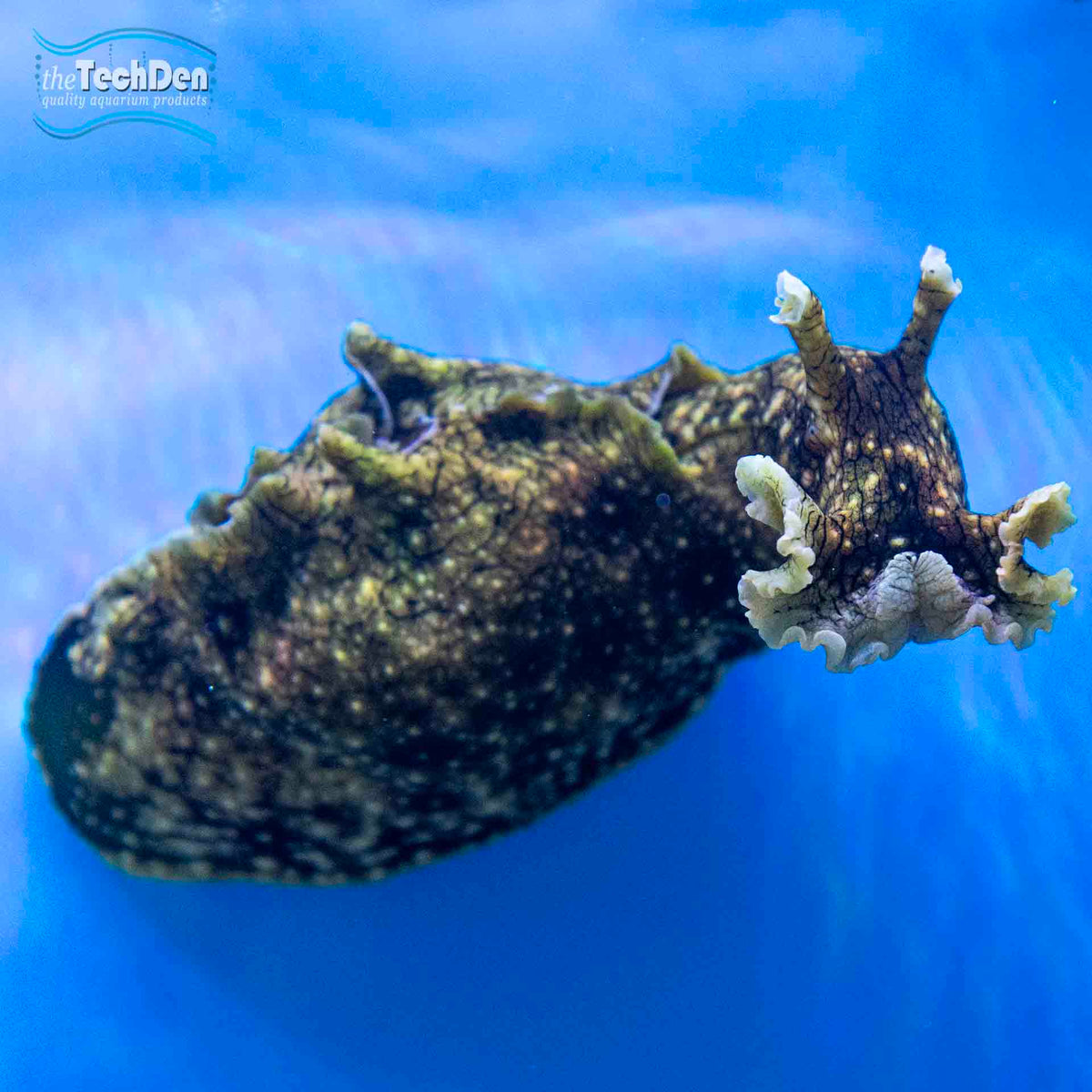 Sea Hare - (No Online Purchases)