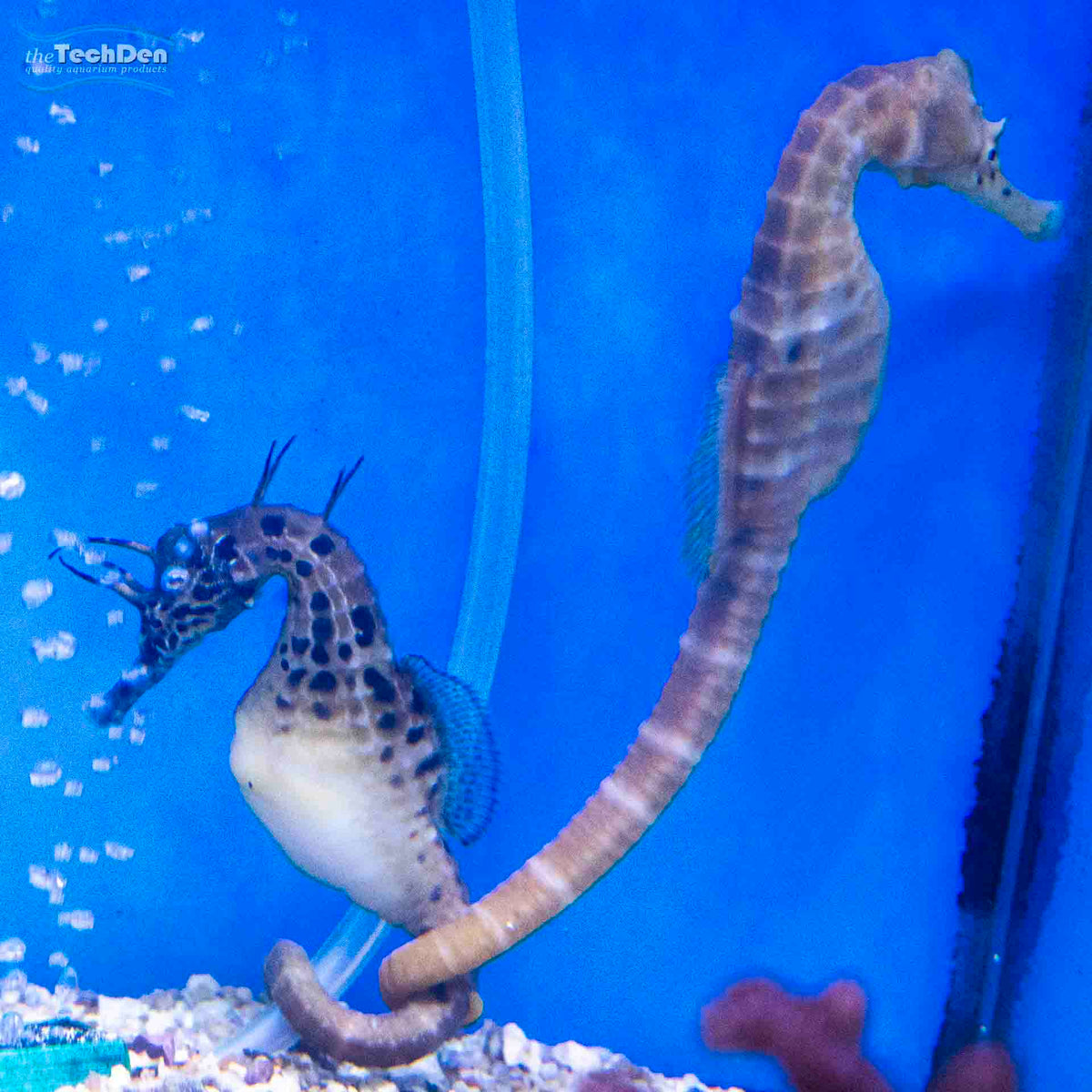 Seahorse Aquacultured - Kuda (No Online Purchases)