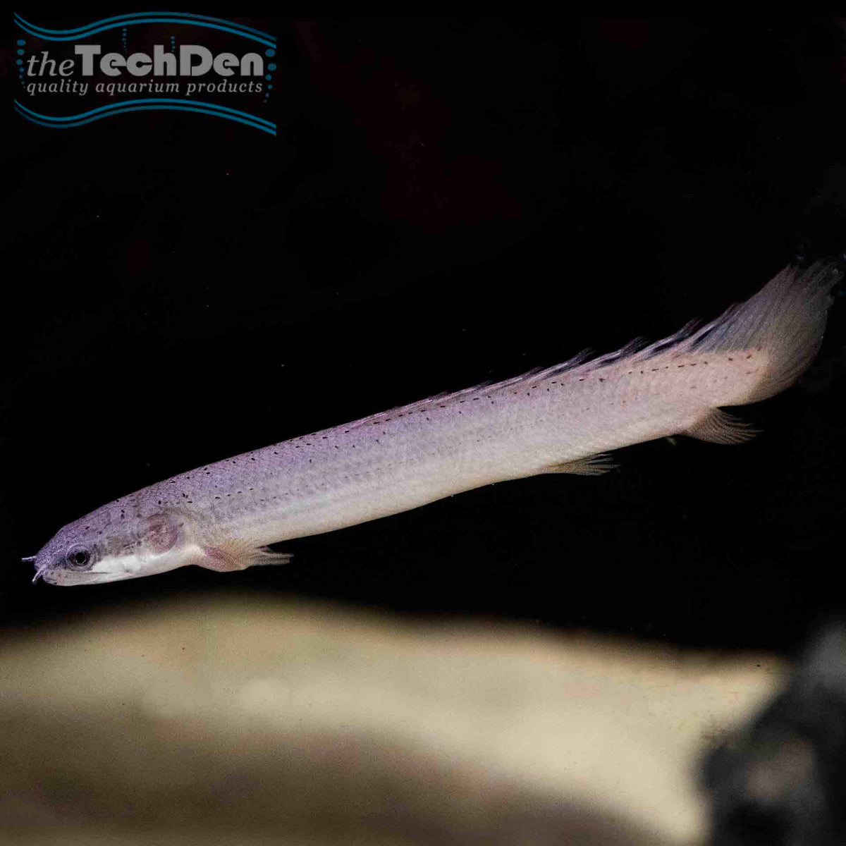 Senegal Bichir - (No Online Purchases)