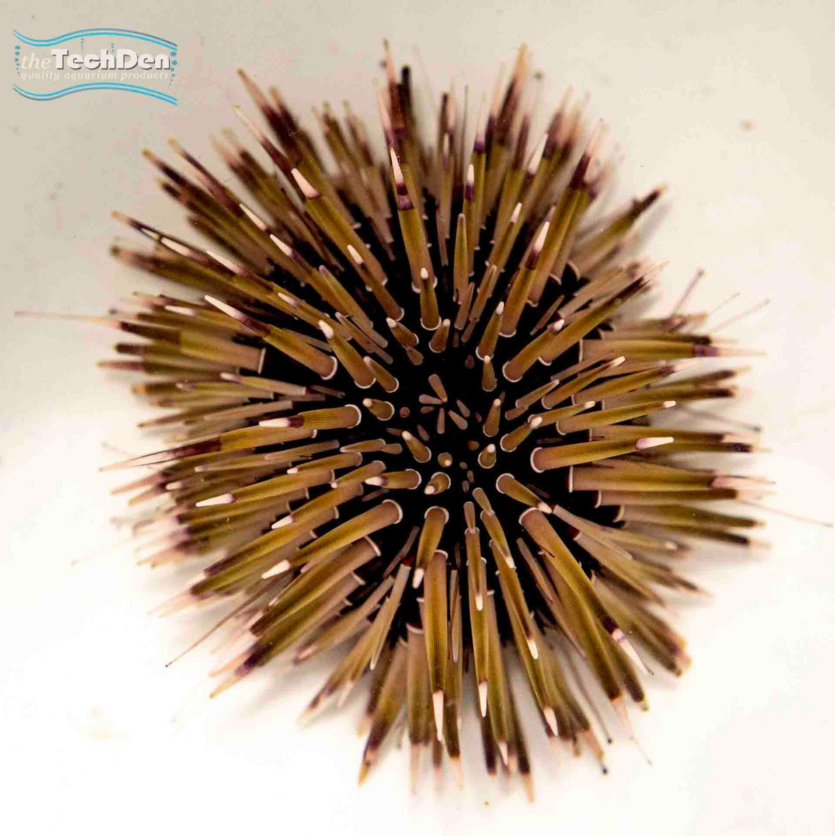 Short Spine Urchin - (No Online Purchases)